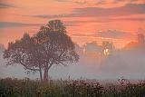 Tree In Foggy Sunrise_20397